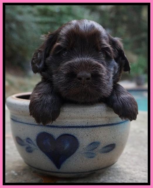 Bess Bronson pups 4 wks old 41