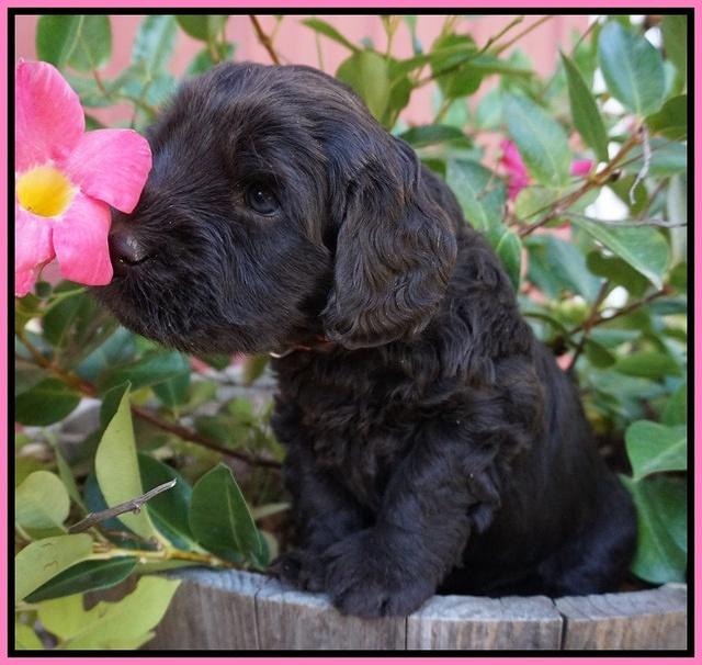 Bess Bronson pups 5 wks old 21