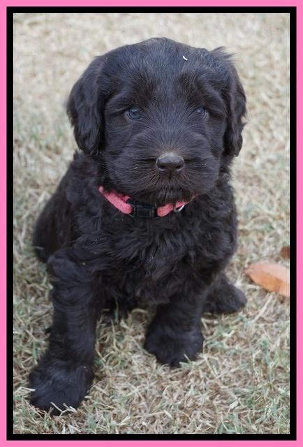 Bess Bronson pups 6 wks old 21