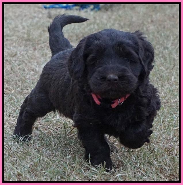 Bess Bronson pups 6 wks old 31