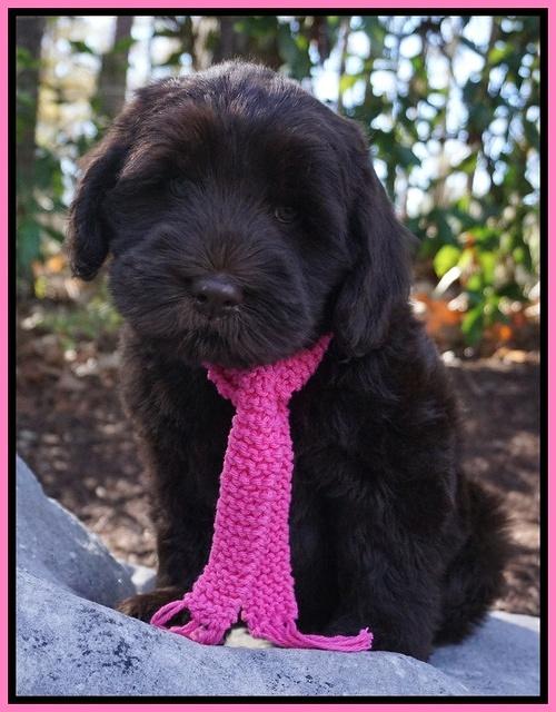 Bess Bronson pups 8 wks old  3 262