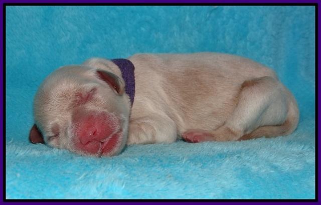 Bess Bronson newborn 71