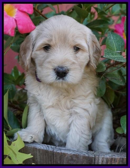 Bess Bronson pups 5 wks old 41