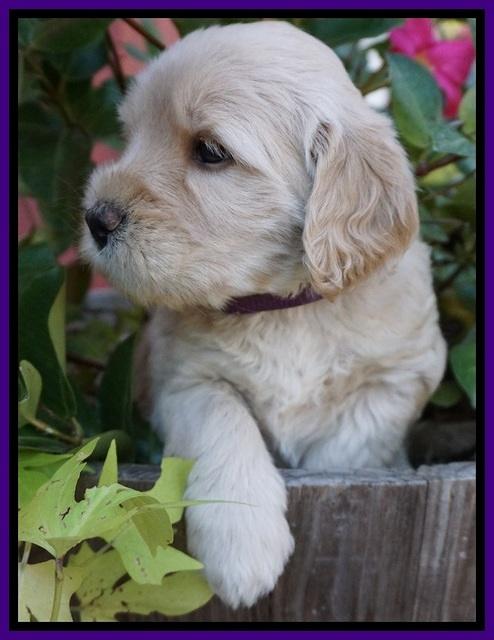 Bess Bronson pups 5 wks old 51