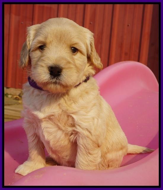 Bess Bronson pups 5 wks old 61