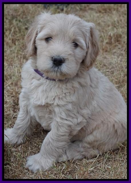 Bess Bronson pups 6 wks old 101