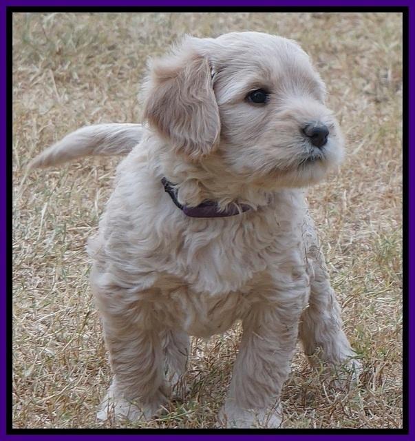 Bess Bronson pups 6 wks old 51