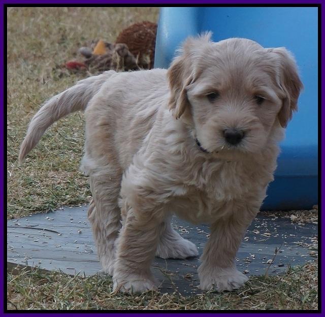 Bess Bronson pups 6 wks old 81