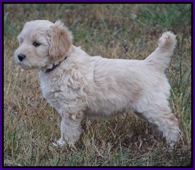 Bess Bronson pups 7 wks old 71
