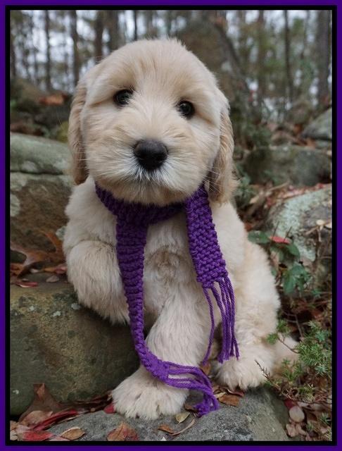 Bess Bronson pups 8 wks old 11