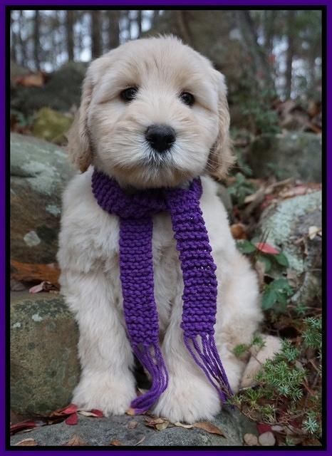 Bess Bronson pups 8 wks old 21