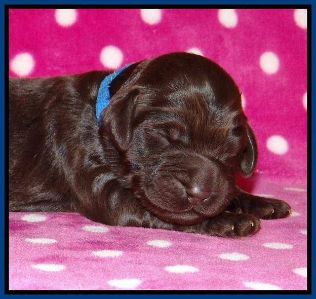 Bess Bronson pups 1 wk old 71