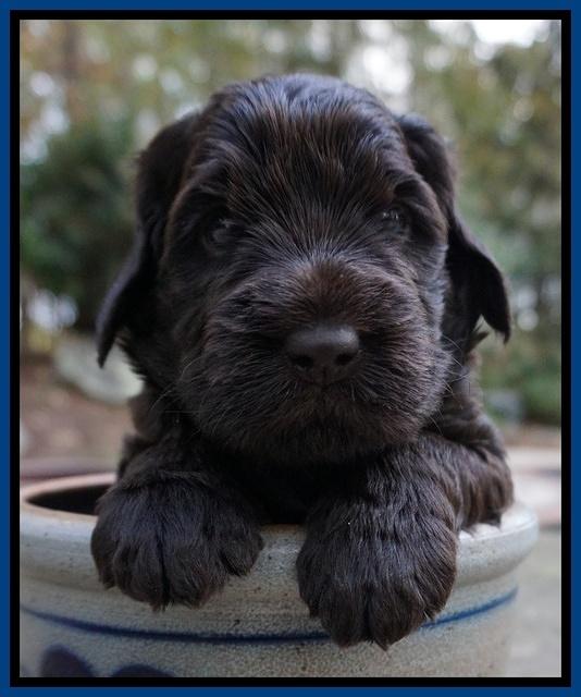 Bess Bronson pups 4 wks old 101