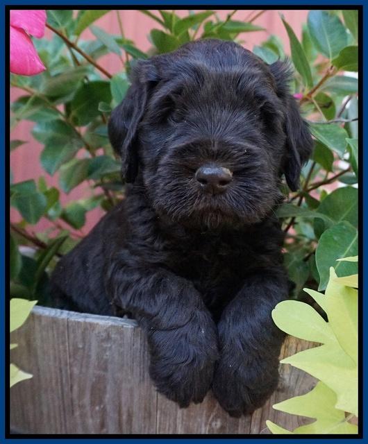 Bess Bronson pups 5 wks old 81