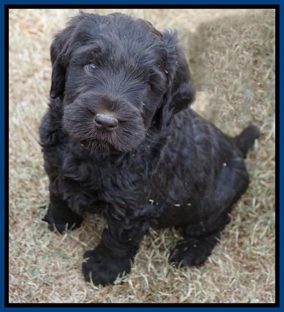 Bess Bronson pups 6 wks old 131