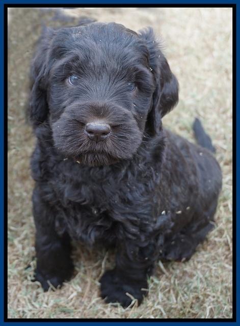 Bess Bronson pups 6 wks old 141