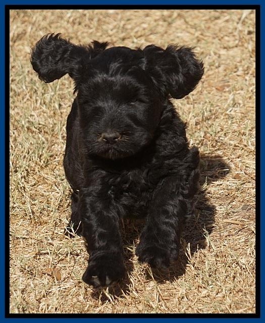 Bess Bronson pups 7 wks old 111