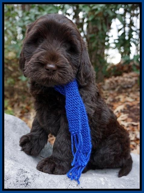 Bess Bronson pups 8 wks old 71