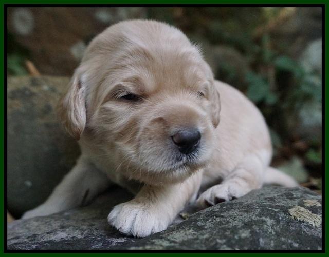 Bess Bronson Pups 2 wks old 91