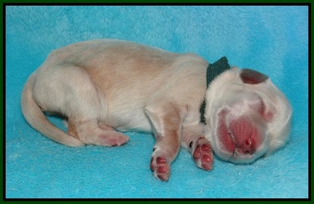 Bess Bronson newborn 111