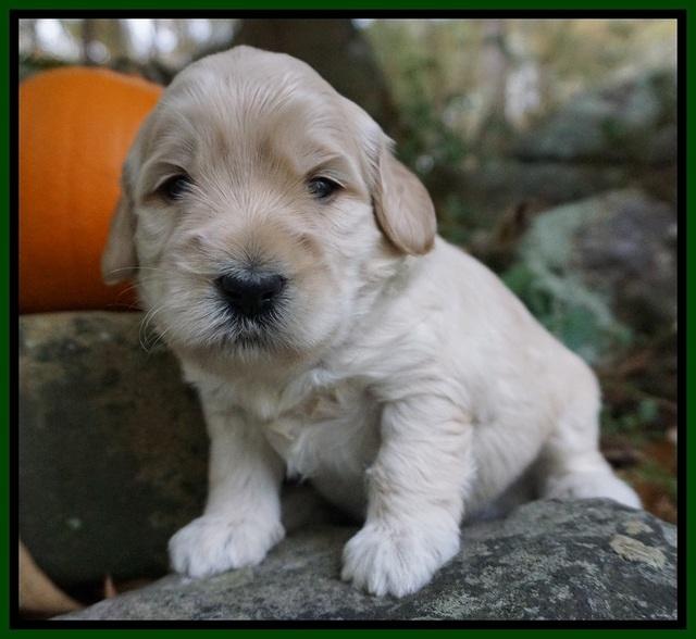 Bess Bronson pups 3 wks old 131