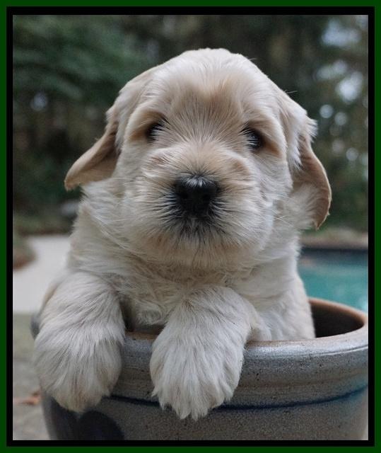 Bess Bronson pups 4 wks old 111