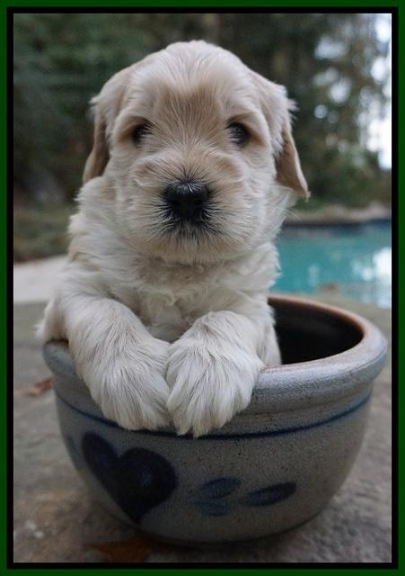 Bess Bronson pups 4 wks old 141