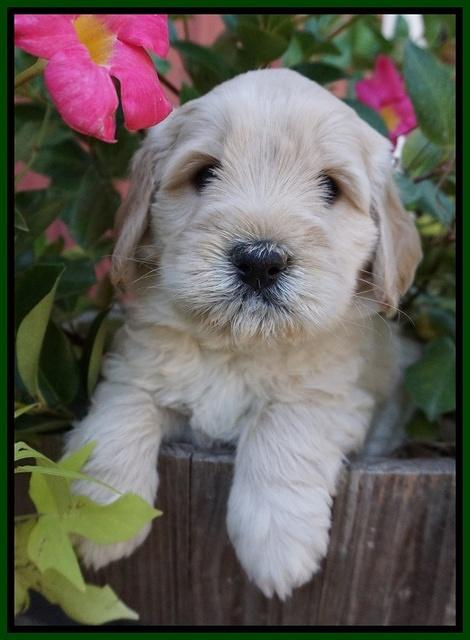 Bess Bronson pups 5 wks old 101