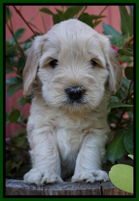 Bess Bronson pups 5 wks old 111