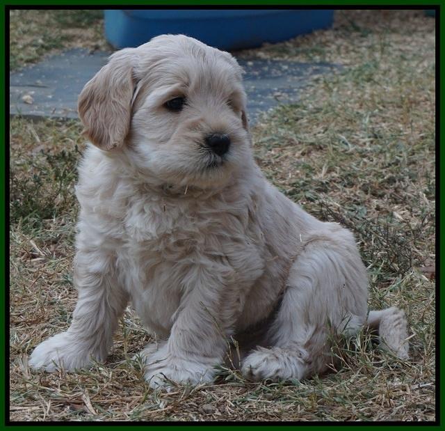 Bess Bronson pups 6 wks old 161