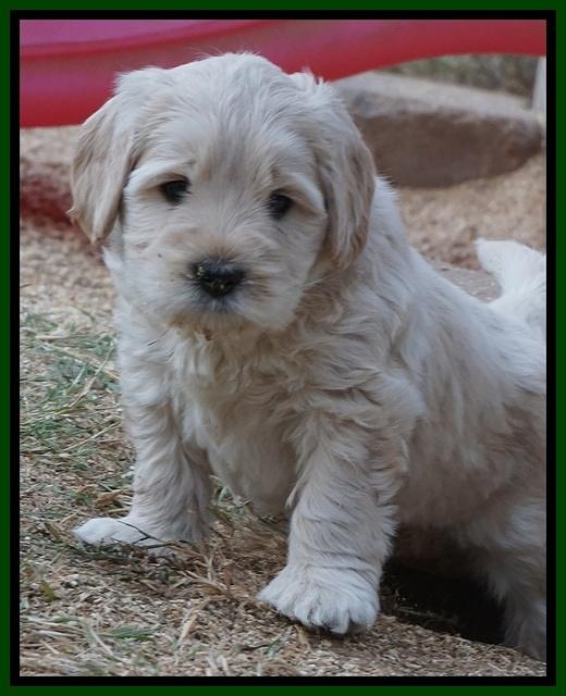 Bess Bronson pups 6 wks old 181