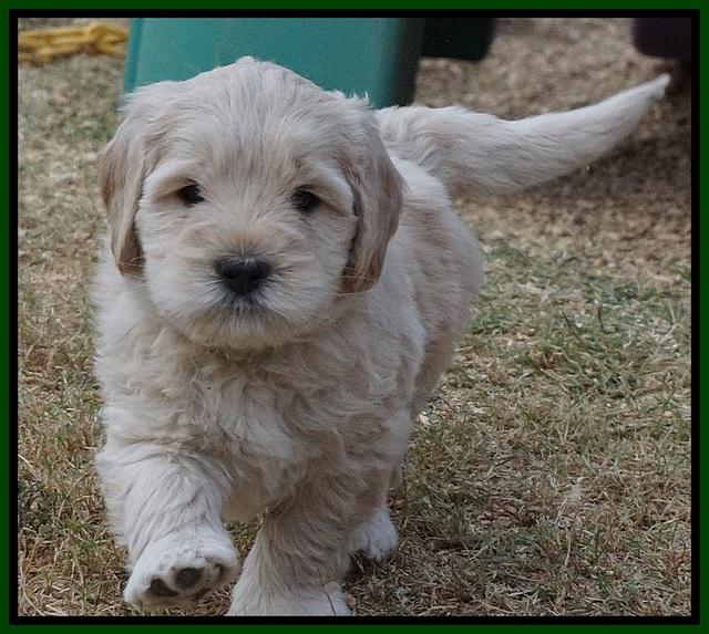 Bess Bronson pups 6 wks old 191