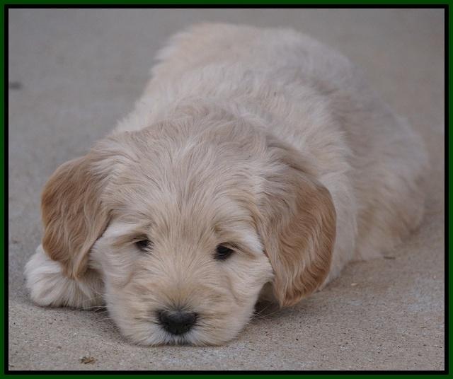 Bess Bronson pups 7 wks old 151