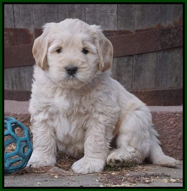 Bess Bronson pups 7 wks old 161