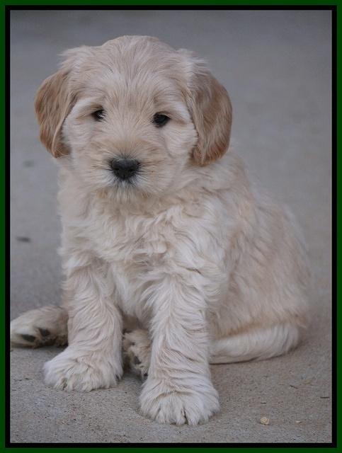 Bess Bronson pups 7 wks old 191
