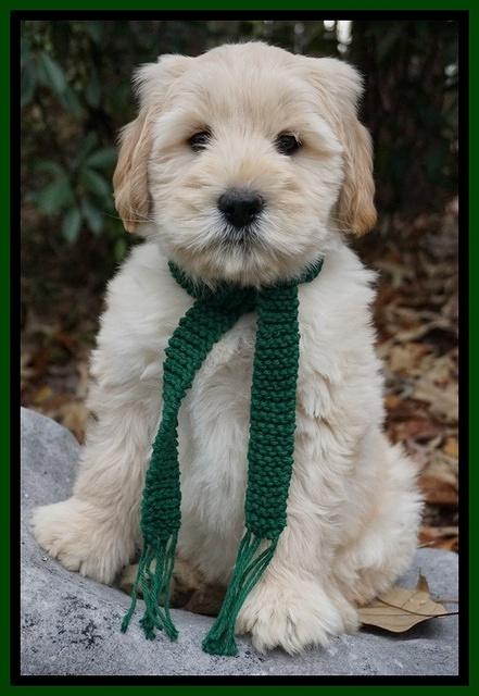 Bess Bronson pups 8 wks old 101