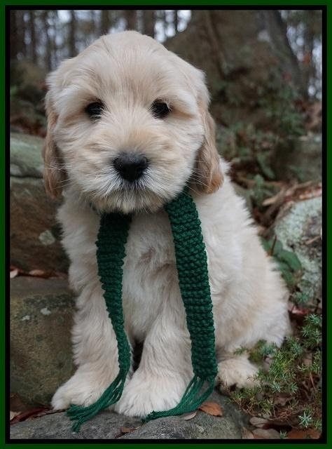 Bess Bronson pups 8 wks old 81
