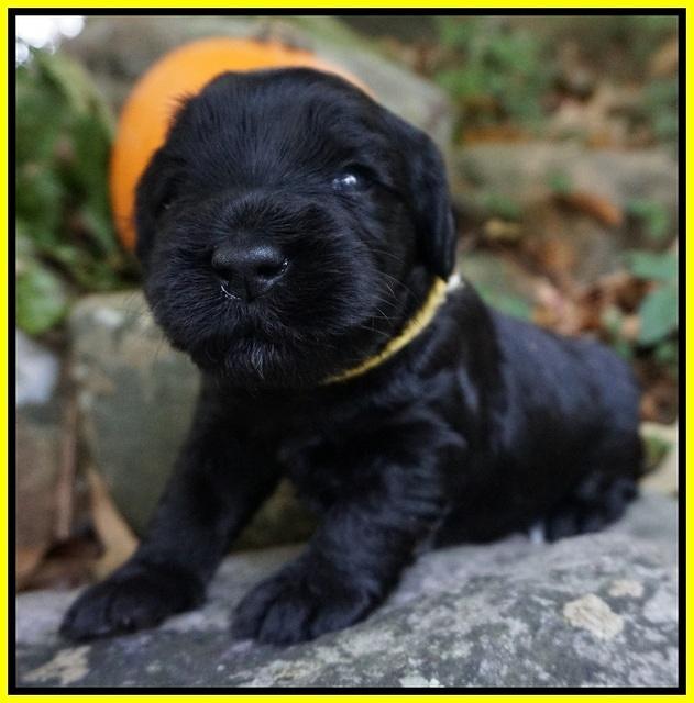 Bess Bronson pups 3 wks old 191