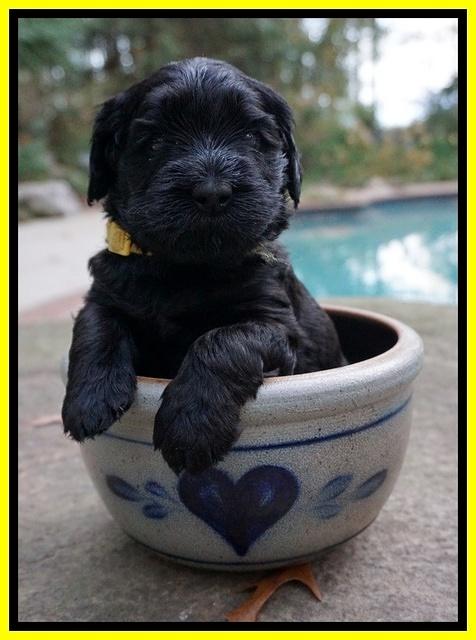 Bess Bronson pups 4 wks old 191