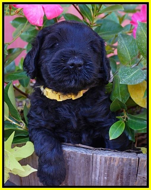 Bess Bronson pups 5 wks old 181