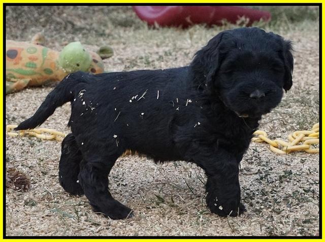 Bess Bronson pups 6 wks old 261
