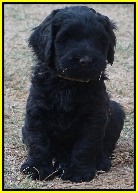 Bess Bronson pups 6 wks old 291