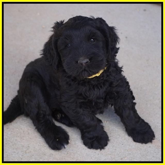 Bess Bronson pups 7 wks old 261