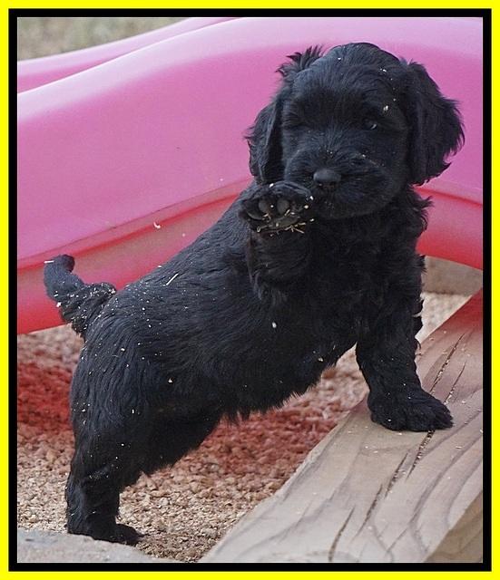 Bess Bronson pups 7 wks old 291