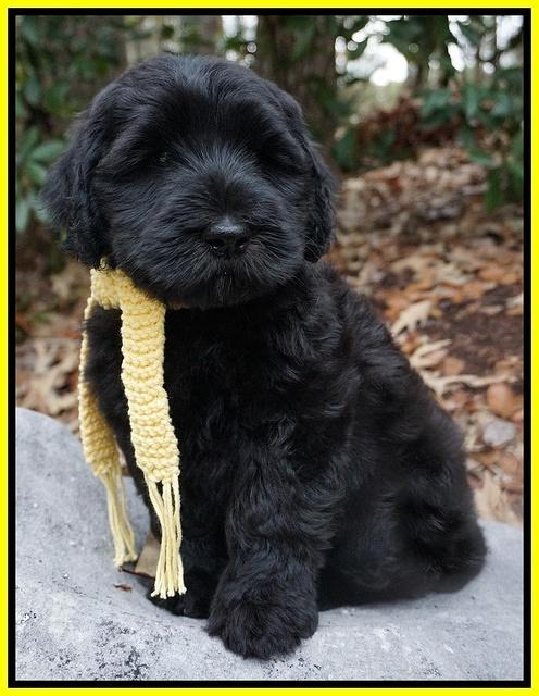 Bess Bronson pups 8 wks old 141