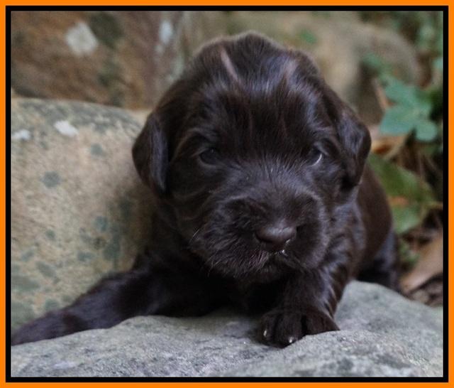 Bess Bronson Pups 2 wks old 181