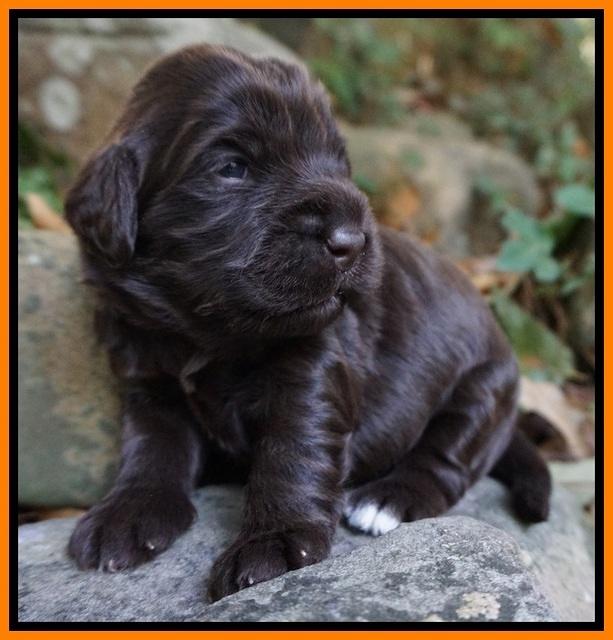 Bess Bronson Pups 2 wks old 191