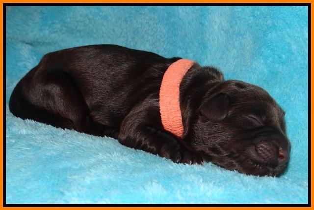 Bess Bronson newborn 171