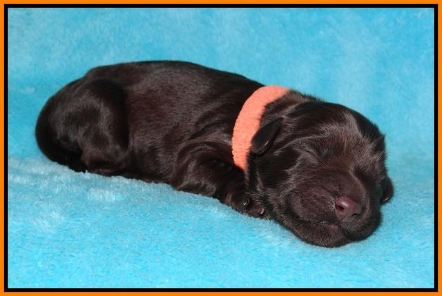 Bess Bronson newborn 181