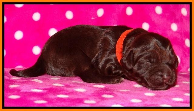 Bess Bronson pups 1 wk old 171